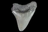 Juvenile Megalodon Tooth - Georgia #99161-1